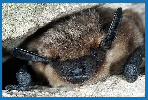 Breitflgelfledermaus   (Eptesicus serotinus)  im Spaltenquartier