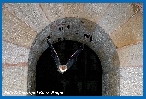 Groes Mausohr fliegt in eine Winterquartier ein