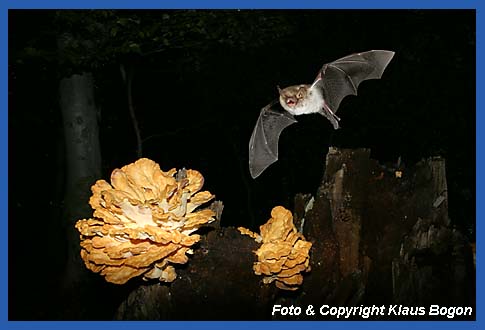 Im Wald ber dem Boden jagende Fransenfledermaus.