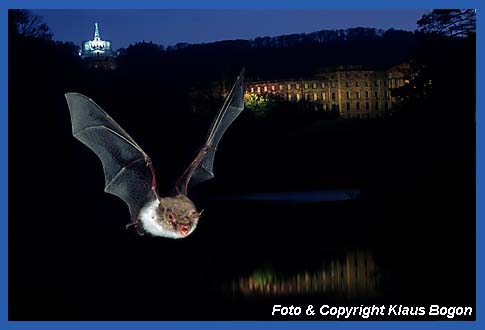 An einem Teich jegende Fransenfledermaus.