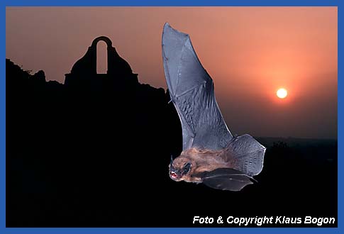 Vorbeifliegende Zwergfledermaus.