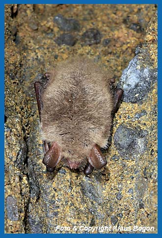 Offen an der Wand hngende Fransenfledermaus.