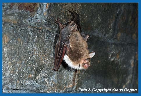 Fransenfledermaus im Winterquartier