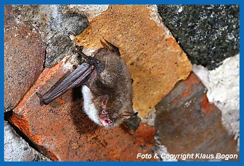 Rufende aktive Fransenfledermaus im Winterquartier