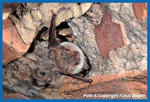 Fransenfledermaus hlt sich im Schwarmquartier auf.