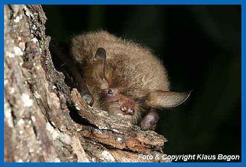 Portrt der Fransenfledermaus Myotis nattereri.