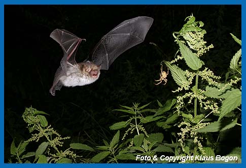 Spinnen gehren zum festen Nahrungsspektrum der Fransenfledermaus (Myotis nattereri)