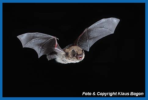 Fliegende Groe Bartfledermaus Myotis brandtii.