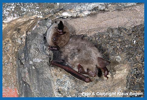 Gr. Bartfledermaus u. Gr. Mausohr mit Krperkontakt im Winterquartier