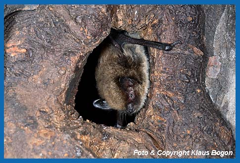 Gr. Bartfledermaus am Eingang einer ausgefaulten Asthhle.