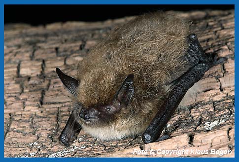 Groe Bartfledermaus, Myotis brandtii.