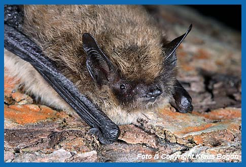 Portrt der Groen Bartfledermaus Myotis brandtii 