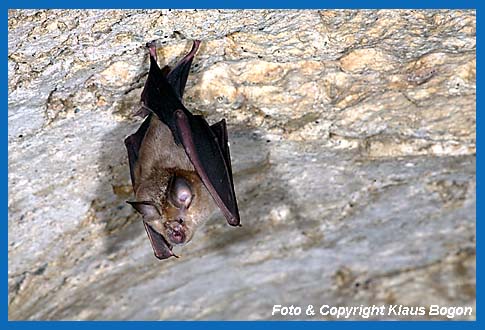 Groe Hufeisennase (Rinolophus ferrumequinum) im Sommerquartier