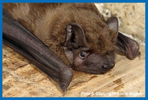 Portrt eines Groen Abendsegler (Nyctalus noctula)..