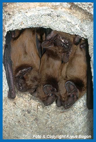 Paarungsgesellschaft des Groen Abendsegler (Nyctalus noctula) in Fledermauskasten.