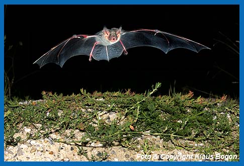 Groes Mausohr, Myotis myotis jagend.