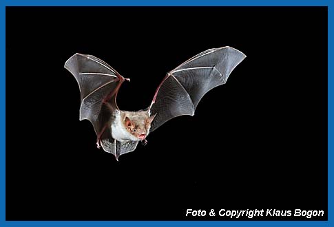 Groes Mausohr, Myotis myotis fliegend.