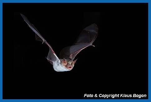 Groes Mausohr, Myotis myotis fliegend.