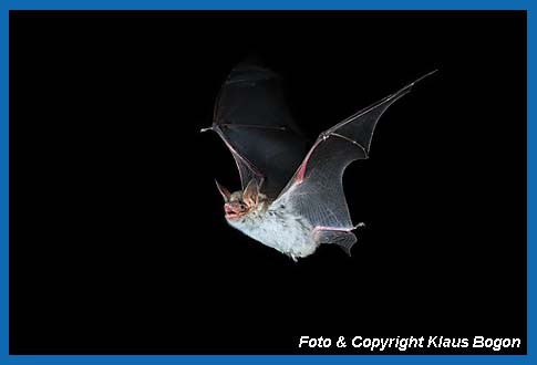 Groes Mausohr, Myotis myotis fliegend.