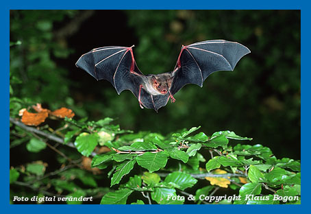 Jagendes Groes Mausohr (Myotis myotis)