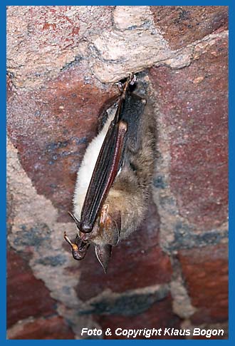 Groe Mausohren(Myotis myotis) berwintern auch in gemauerten Eiskellern.