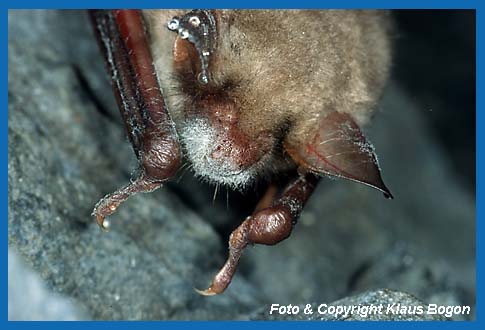 Schimmelpilze im Nasen-Maulbereich eines Groen Mausohr Myotis myotis.