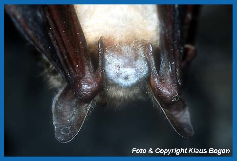 Schimmelpilze im Nasen-Maulbereich eines Groen Mausohr Myotis myotis.