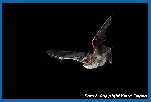 Fliegende Kleine Bartfledermaus Myotis mystacinus.