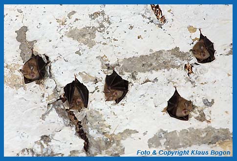 Kleine Hufeisennase (Rhinolophus hipposideros) an der Decke eines Sommerquartieres.