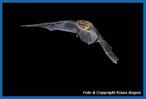 Fliegender Kleiner Abendsegler (Nyctalus leisleri)