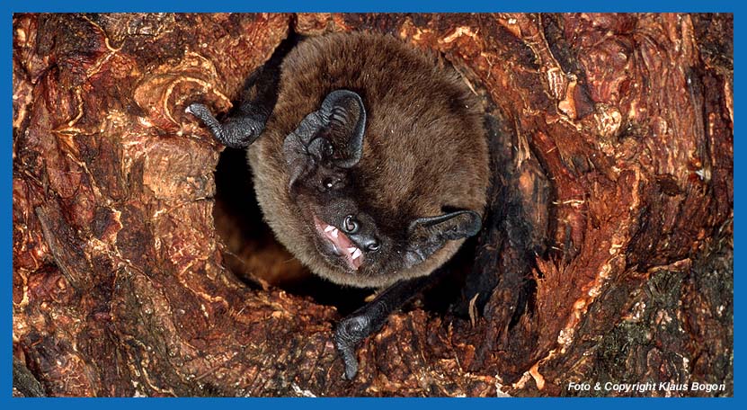 Kleiner Abendsegler (Nyctalus leisleri) verlt alte Spechthhle