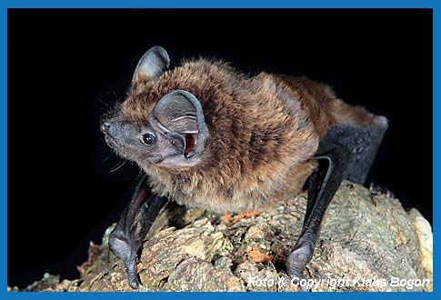 Kleiner Abendsegler (Nyctalus leisleri) , Portrt