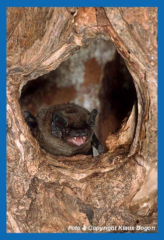 Kleiner Abendsegler (Nyctalus leisleri) ruft am Hhleneingang