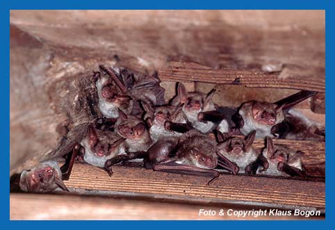 Wochenstube Kleines Mausohr (Myotis blythii) im Burgenland / sterreich