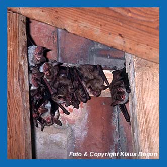 Wochenstube Kleines Mausohr (Myotis blythii)