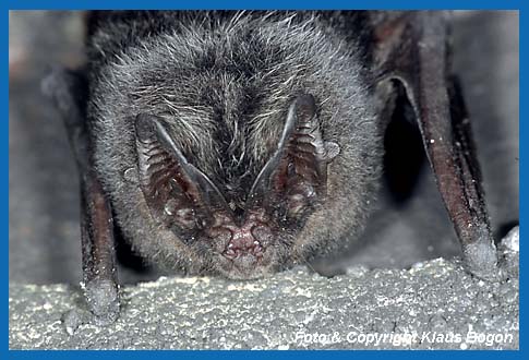 Portrt der Mopsfledermaus Barbastella barbastellus