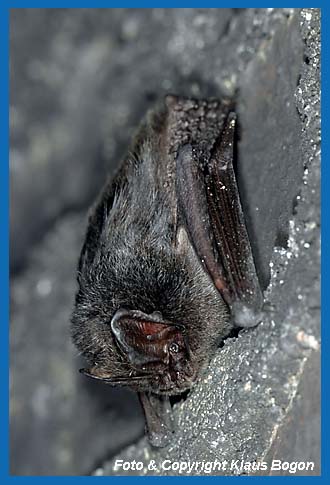 Mopsfledermaus Barbastella barbastellus an der verrusten Wand eines alten stillgelegten Eisenbahntunnel