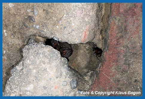 Mopsfledermaus in  einer Gewlbevertiefung eines Eiskeller