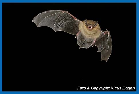 Mckenfledermaus (Pipistrellus pygmaeus/mediterraneus) im Flug