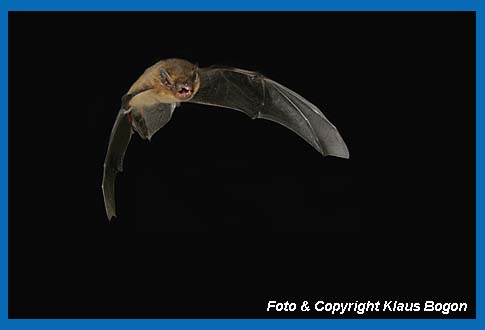 Mckenfledermaus (Pipistrellus pygmaeus/mediterraneus) im Flug