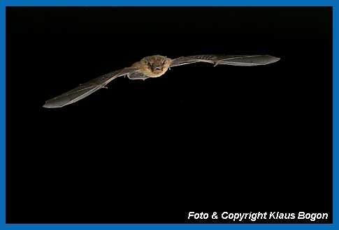 Mckenfledermaus (Pipistrellus pygmaeus/mediterraneus) im Flug