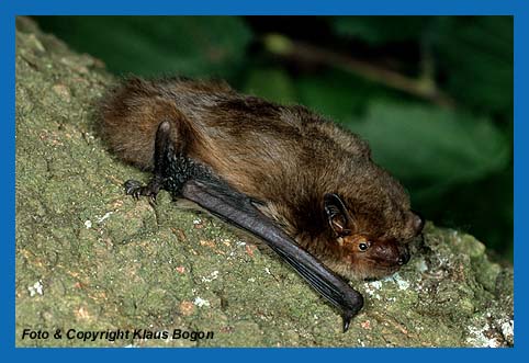 Mckenfledermaus (Pipistrellus pygmaeus/mediterraneus) hat ein helles Gesicht