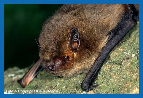 Mckenfledermaus (Pipistrellus pygmaeus/mediterraneus) Portrt.