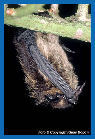 Nordfledermaus   (Eptesicus nilssonii)