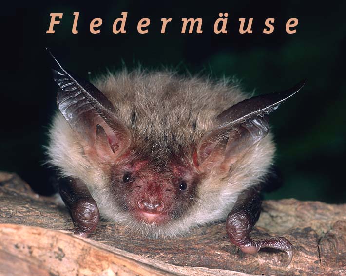 Portrt einer Bechsteinfledermaus (Myotis bechsteinii)