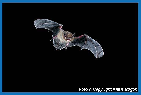 Fliegende Rauhautfledermaus (Pipistrellus nathusii)