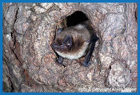 Rauhautfledermaus-Mnnchen im Hhleneingang des Paarungsquartieres eine alte Spechthhle