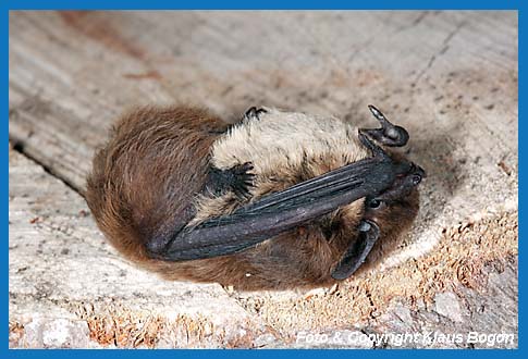 Rauhautfledermaus (Pipistrellus nathusii) stellt sich tot (Akinese).