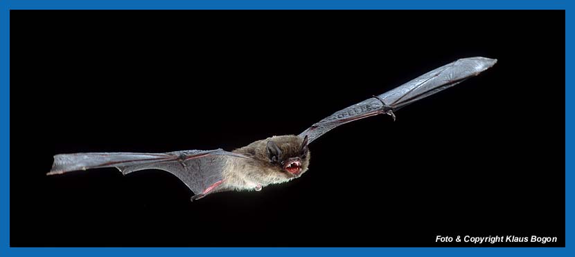 Fliegendes Rauhhautfledermaus-Mnnchen