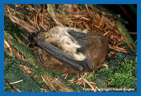 Akinese (Todstellreflex) bei der Rauhhautfledermaus